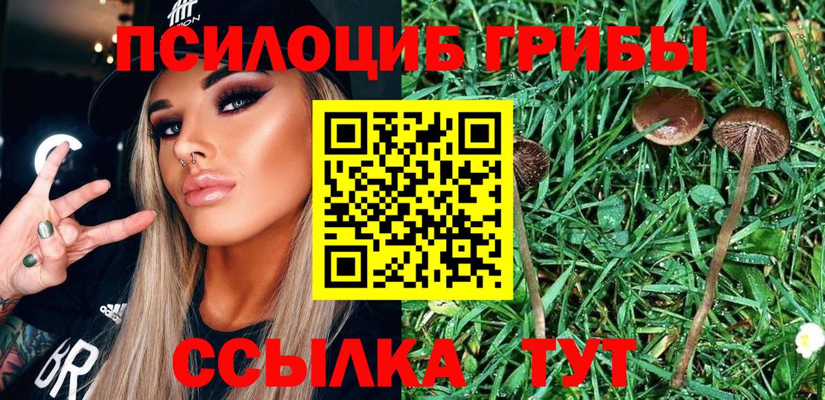 Псилоцибиновые грибы Psilocybine cubensis Назрань